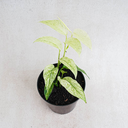 Monstera Laniata Mint Variegated - Indonesian Rare Plants