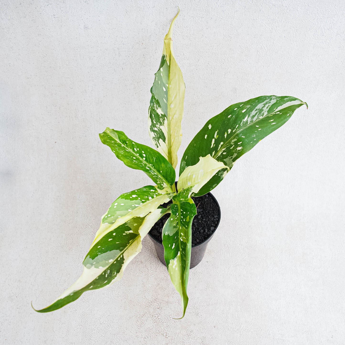 Diffenbachia Narrow - Indonesian Rare Plants
