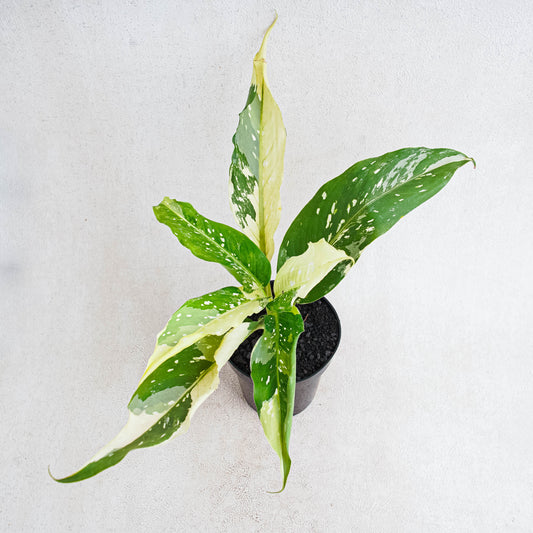 Diffenbachia Narrow - Indonesian Rare Plants