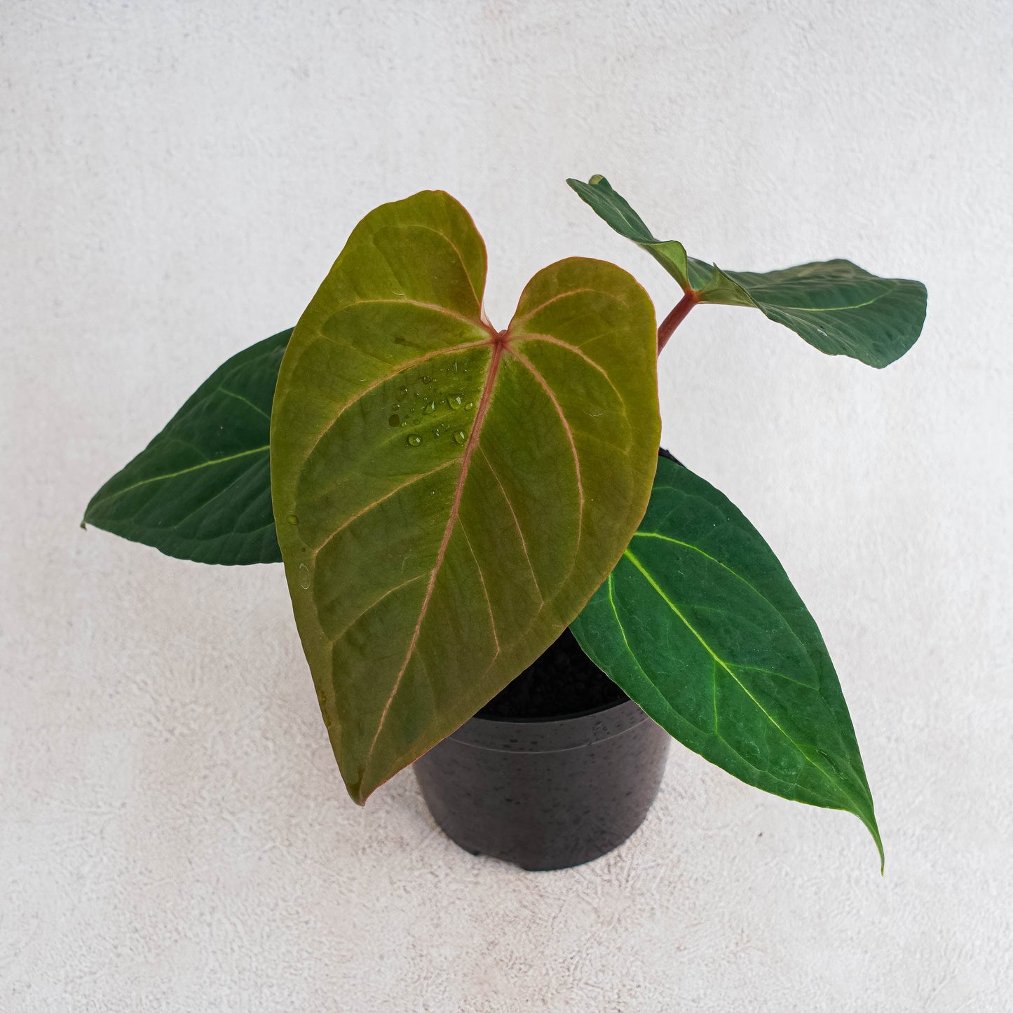 Anthurium Red Sonya - Indonesian Rare Plants