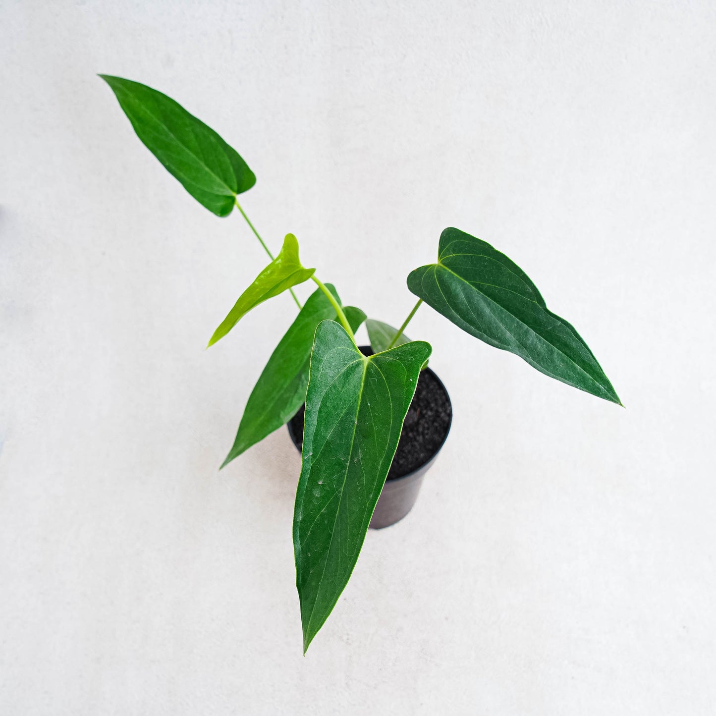 Anthurium Chiapense - Indonesian Rare Plants