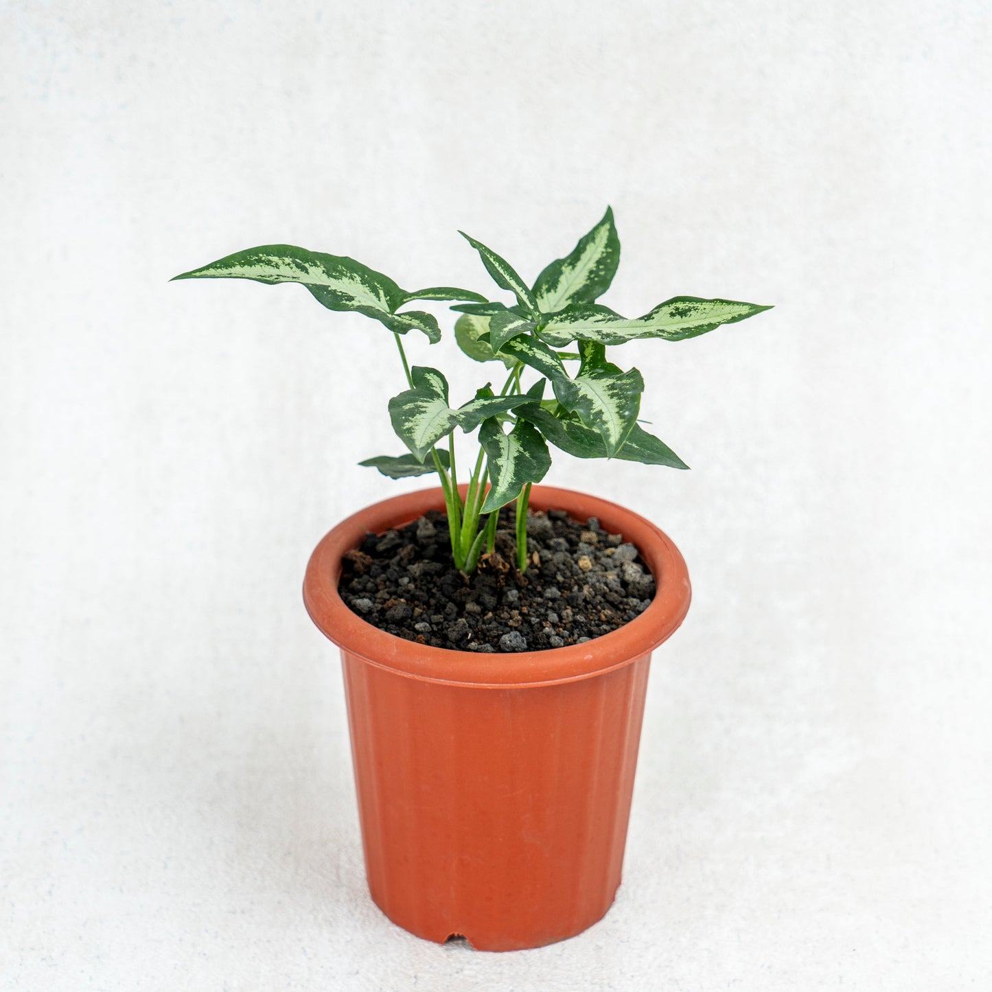 Syngonium White Ribbon - Indonesian Rare Plants