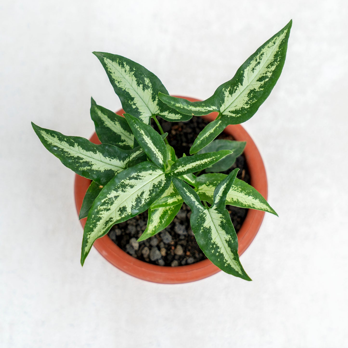 Syngonium White Ribbon
