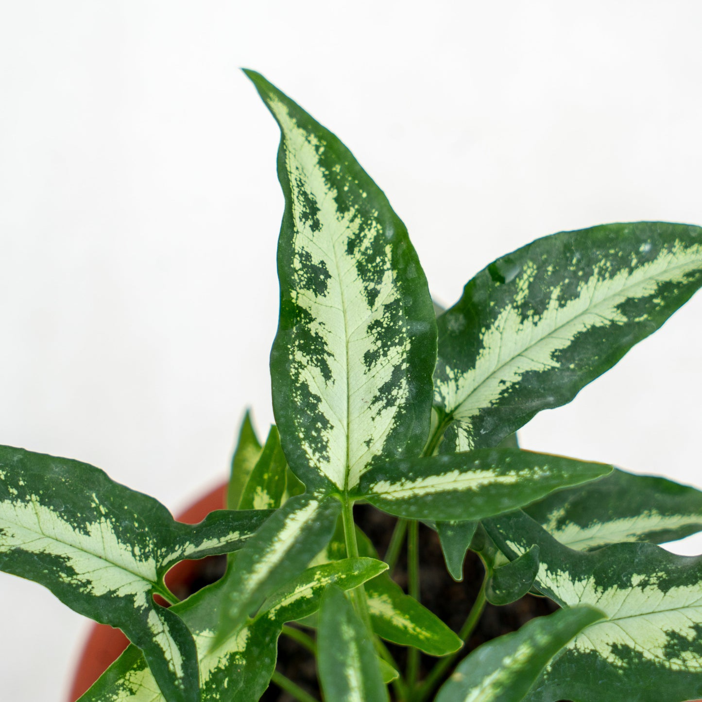 Syngonium White Ribbon