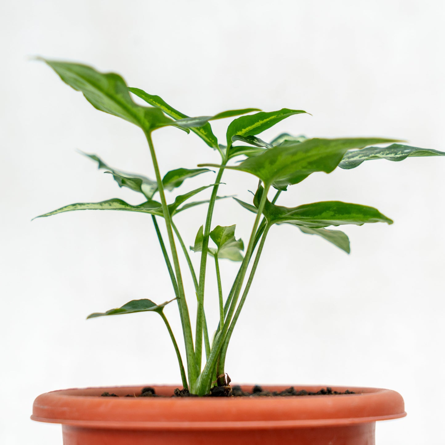 Syngonium White Ribbon