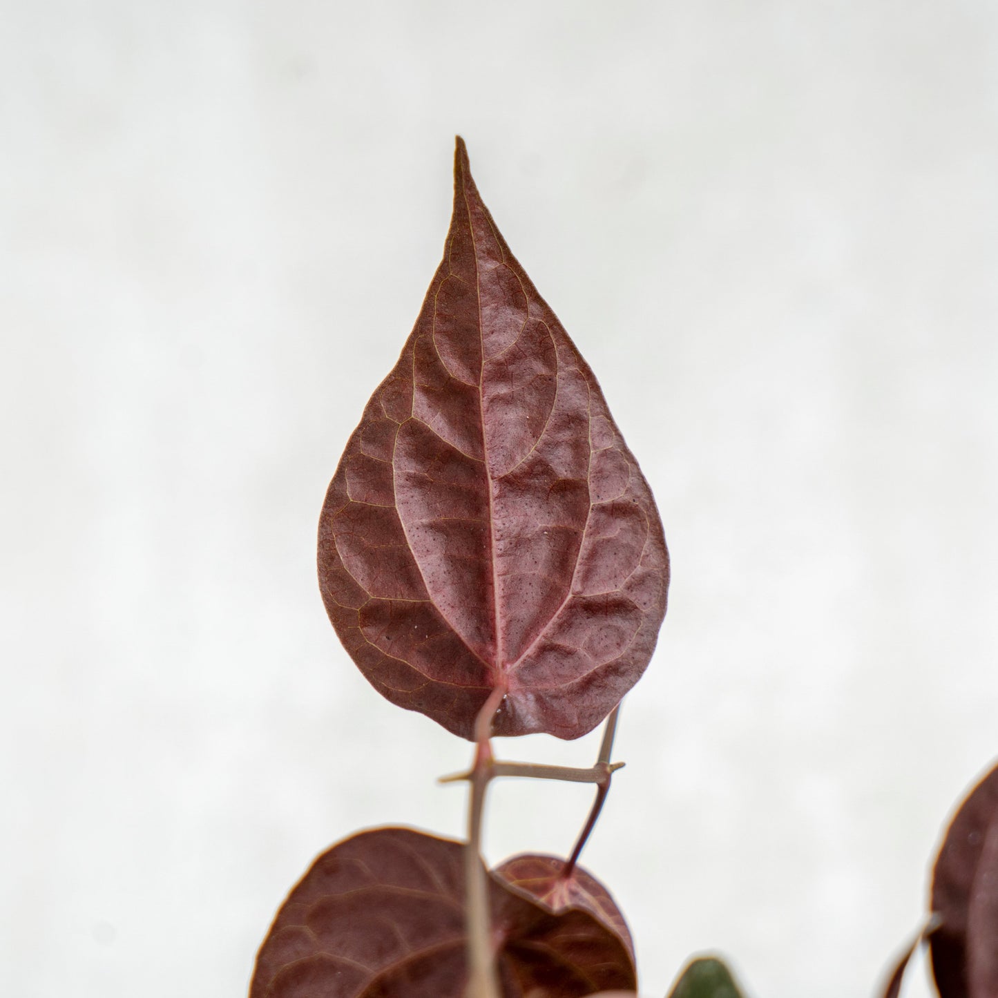 Piper Crocatum