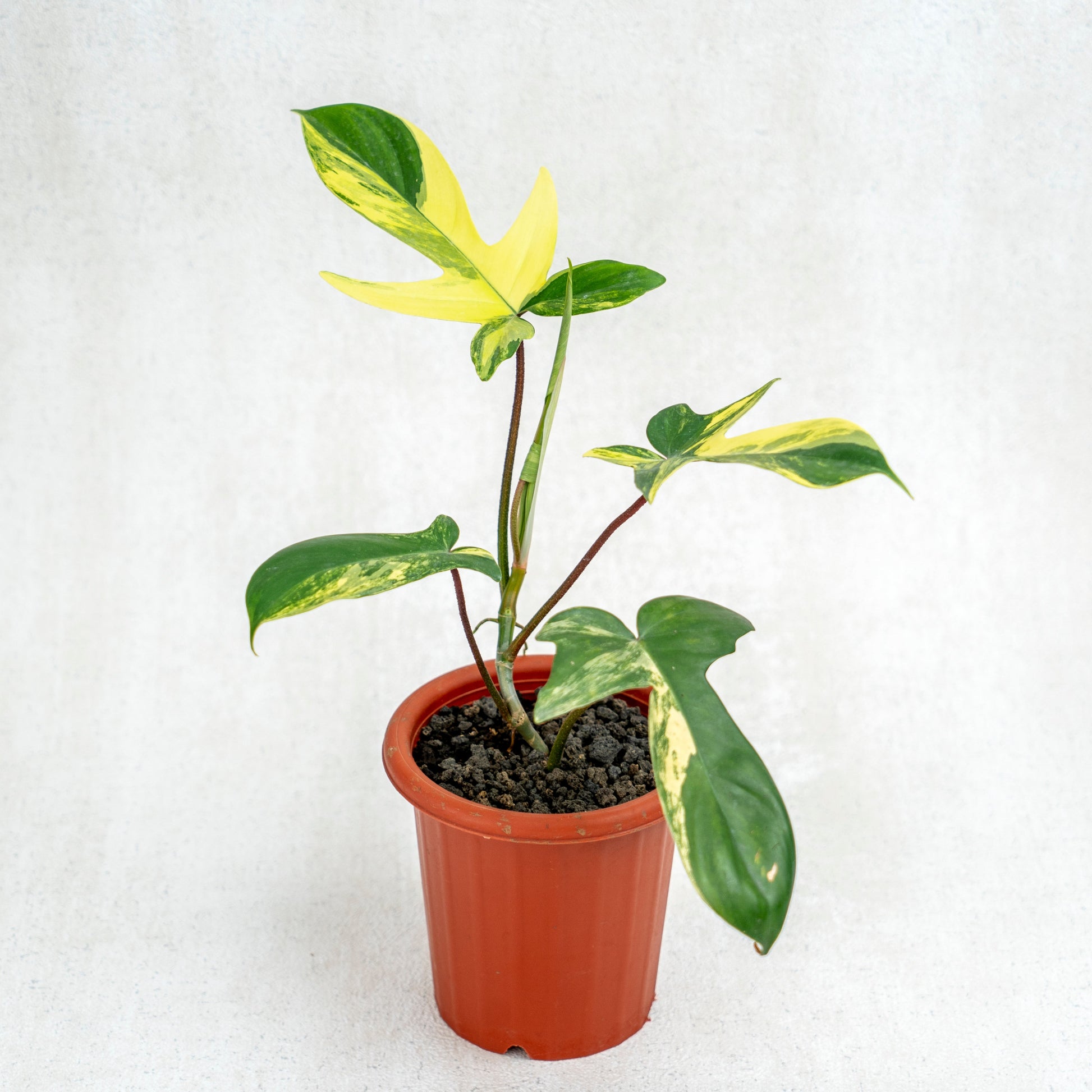 Philodendron Florida Beauty - Indonesian Rare Plants