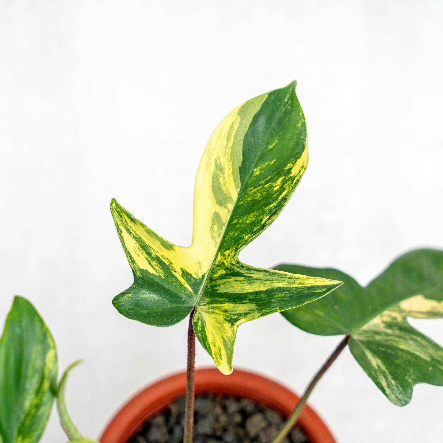 Philodendron Florida Beauty