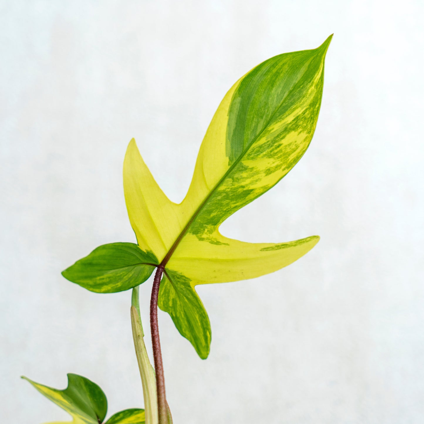 Philodendron Florida Beauty