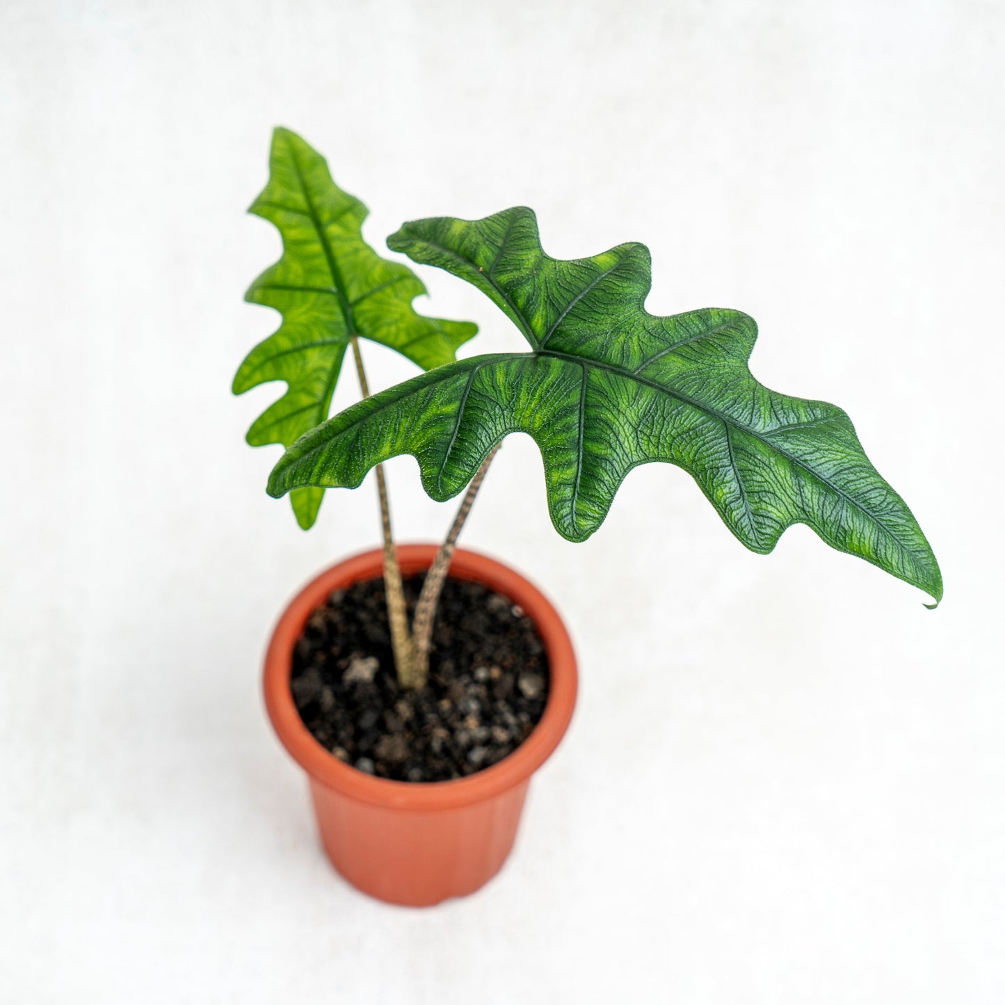 Alocasia Jacklyn (Tandurusa) - Indonesian Rare Plants