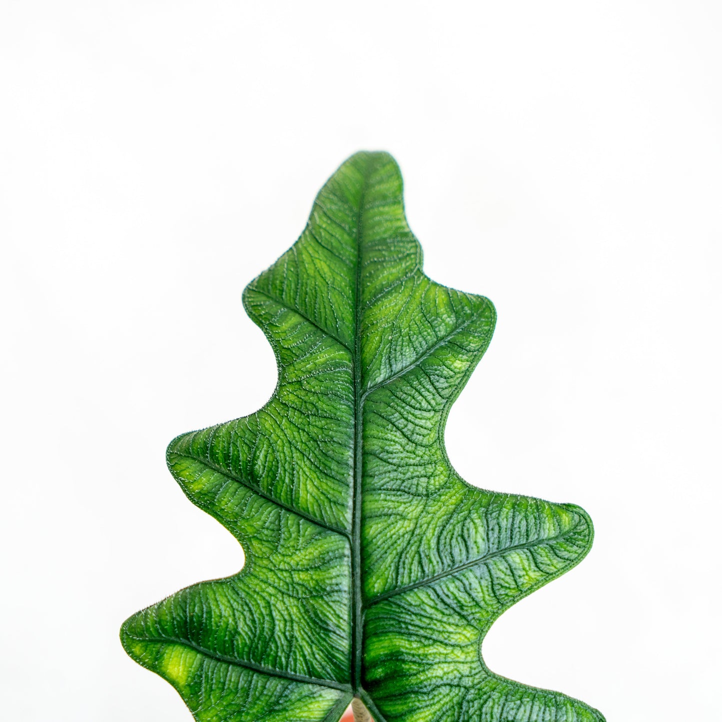 Alocasia Jacklyn (Tandurusa)