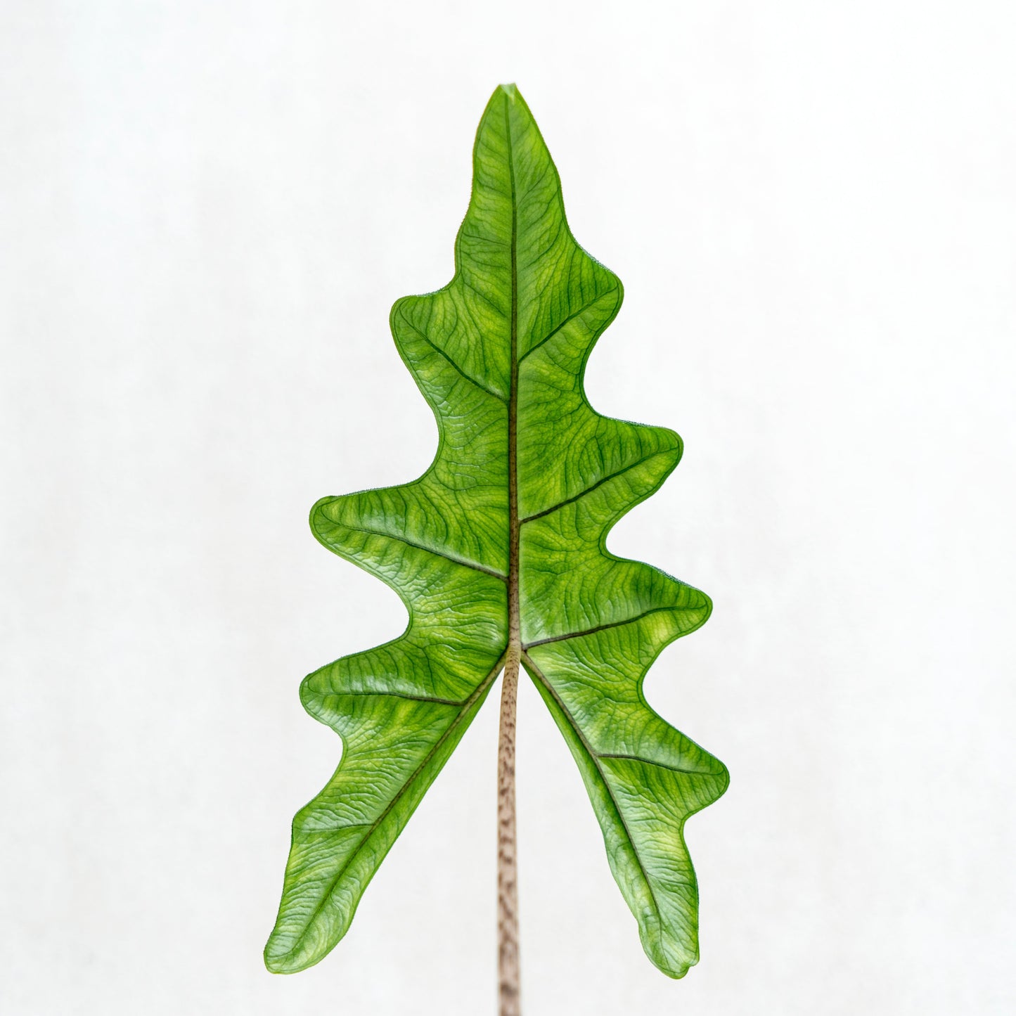 Alocasia Jacklyn (Tandurusa)