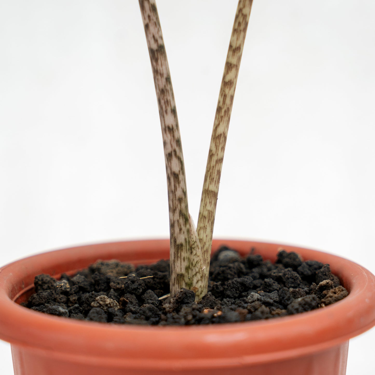 Alocasia Jacklyn (Tandurusa)
