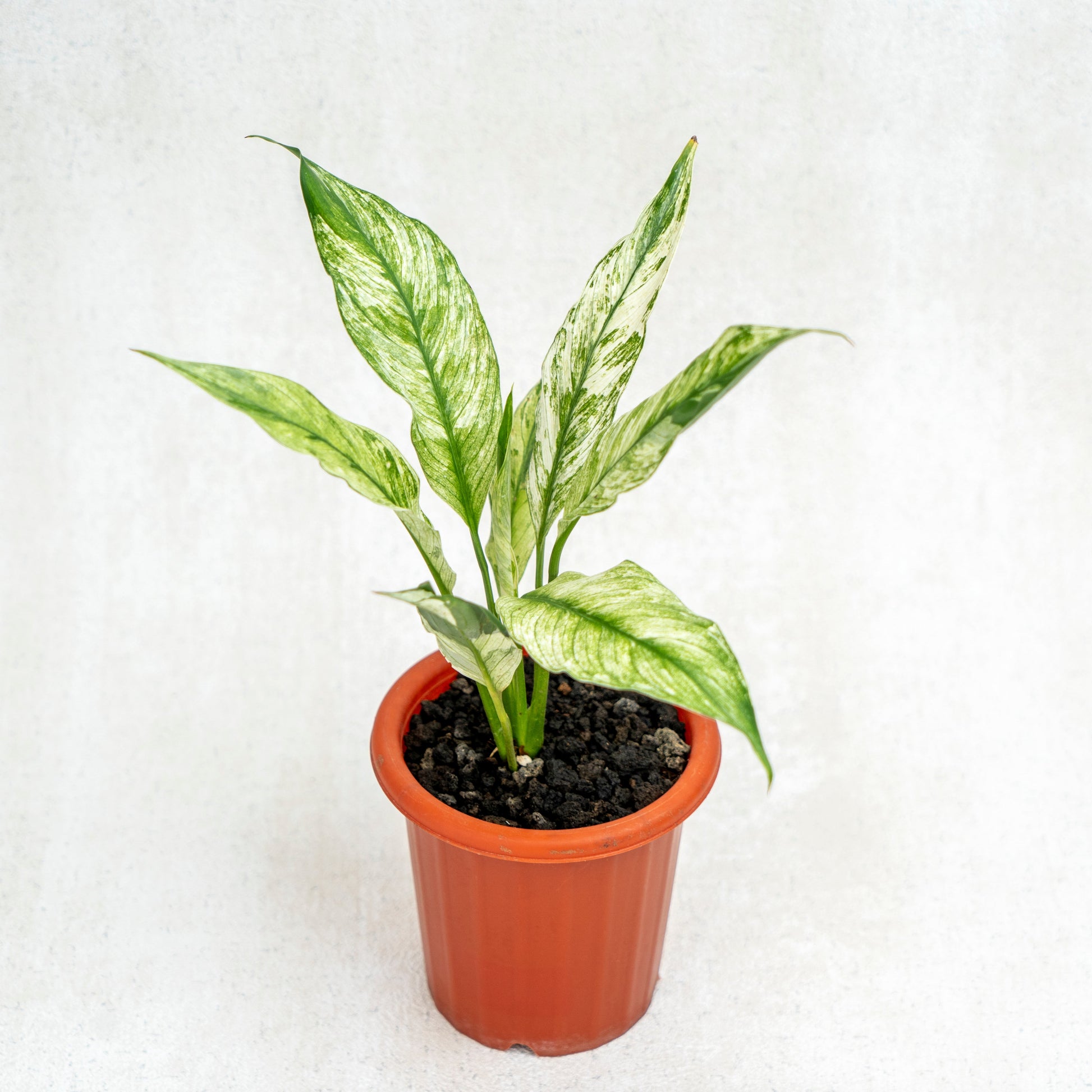 Spathiphyllum Variegated - Indonesian Rare Plants