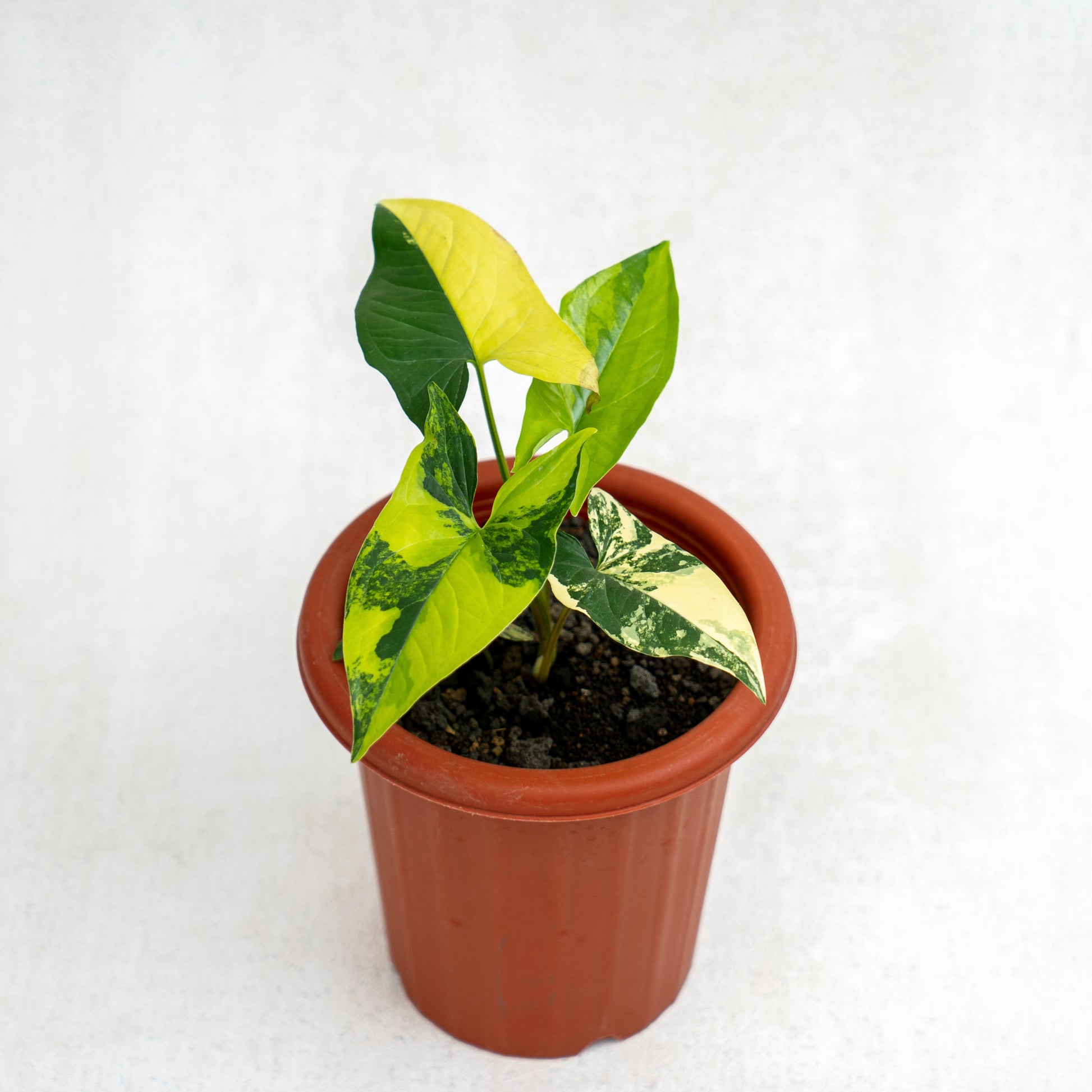 Syngonium Yellow Variegated - Indonesian Rare Plants