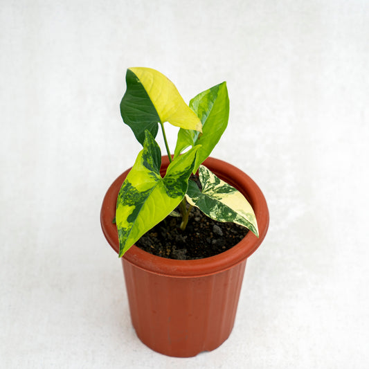 Syngonium Yellow Variegated - Indonesian Rare Plants