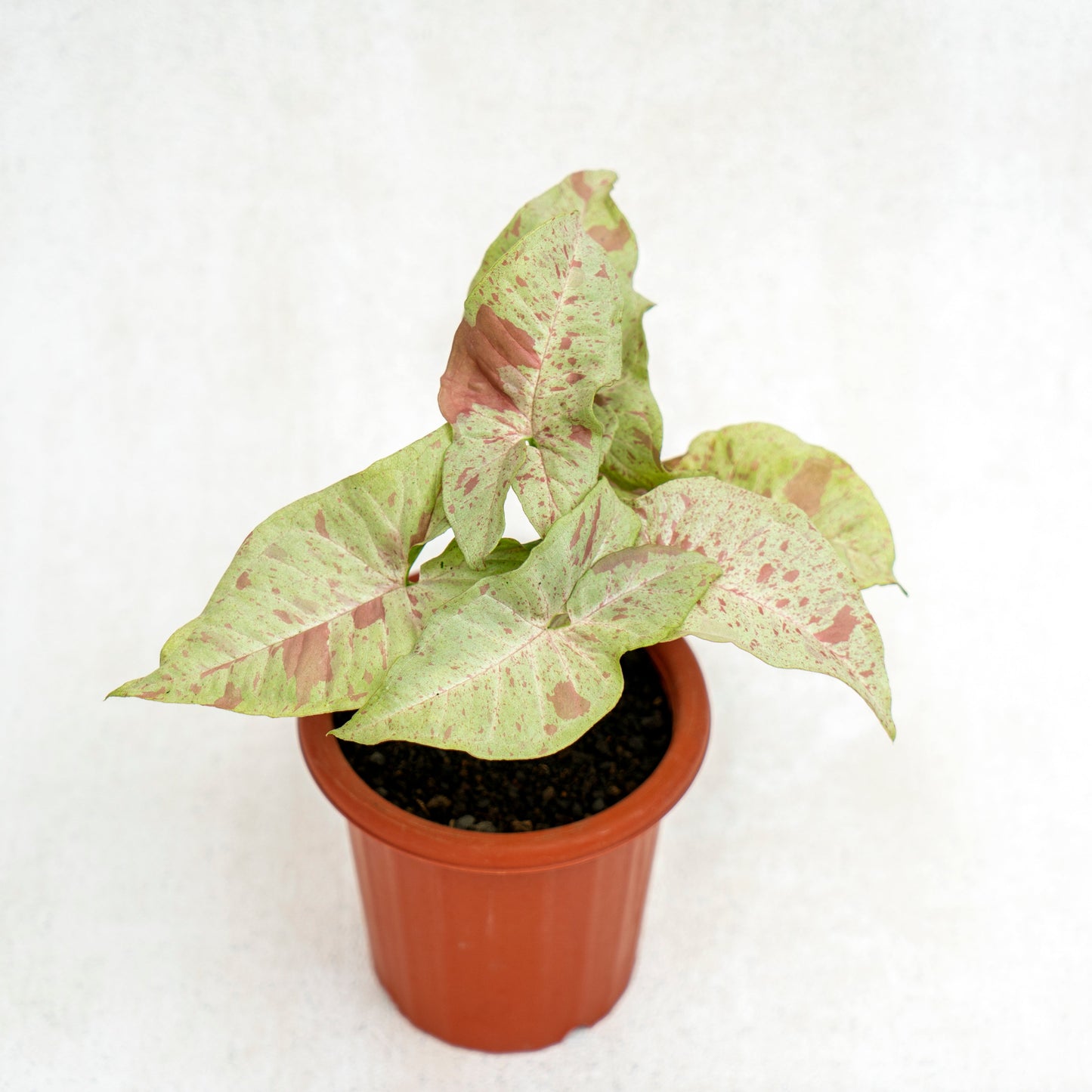 Syngonium Milk Confetti - Indonesian Rare Plants