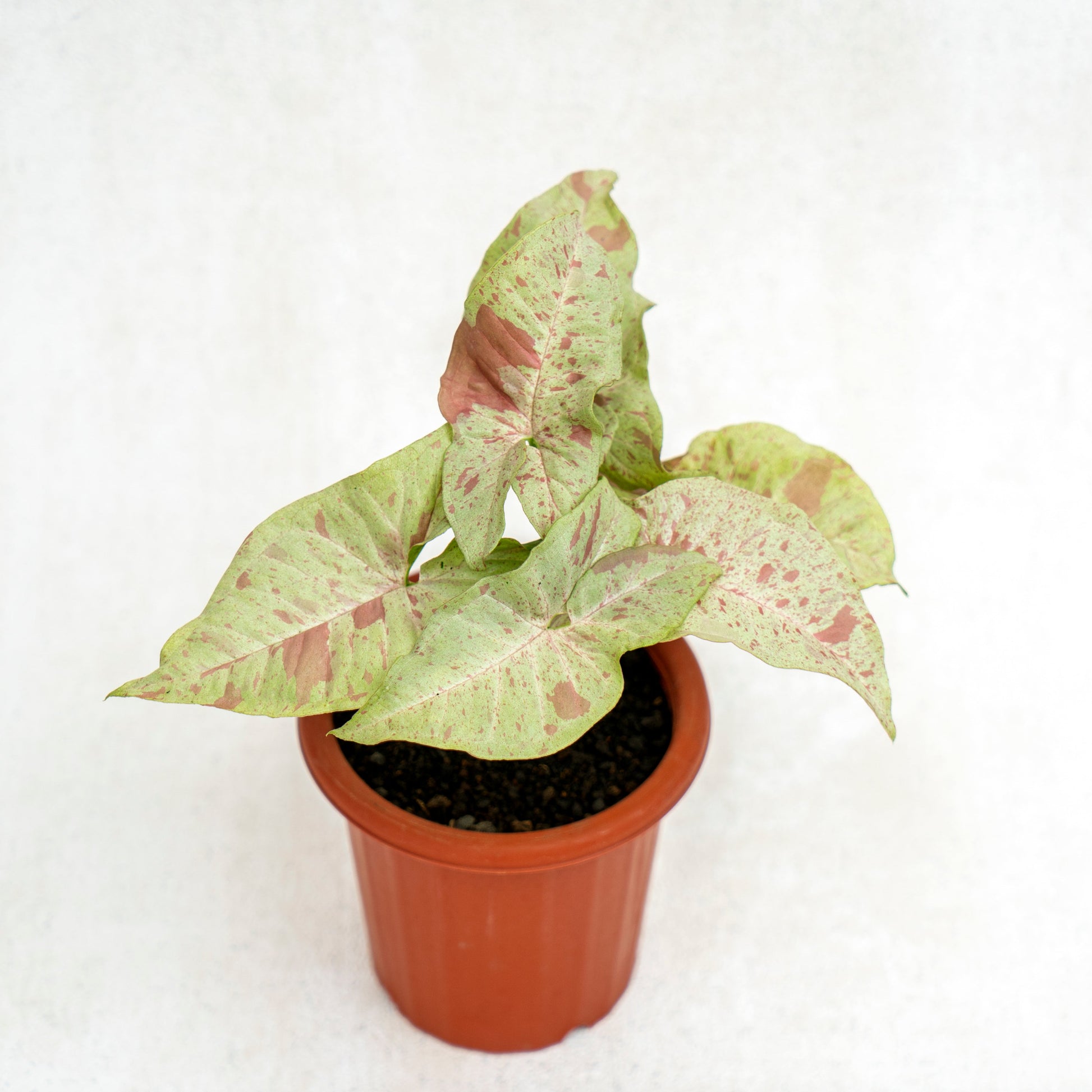 Syngonium Milk Confetti - Indonesian Rare Plants