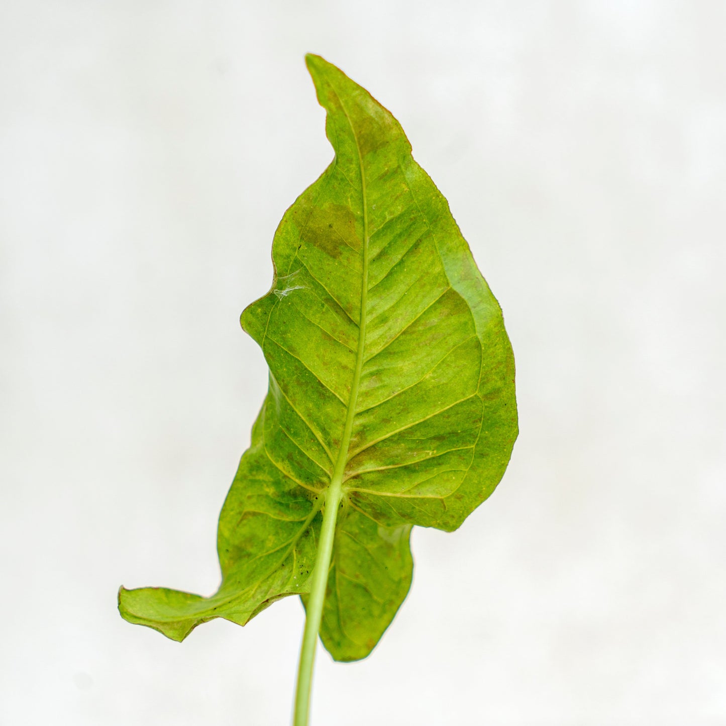 Syngonium Milk Confetti