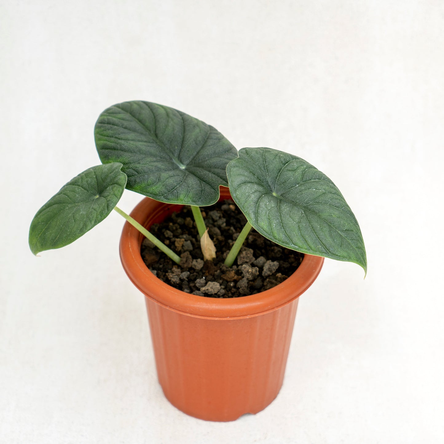 Alocasia Rhino Skin - Indonesian Rare Plants