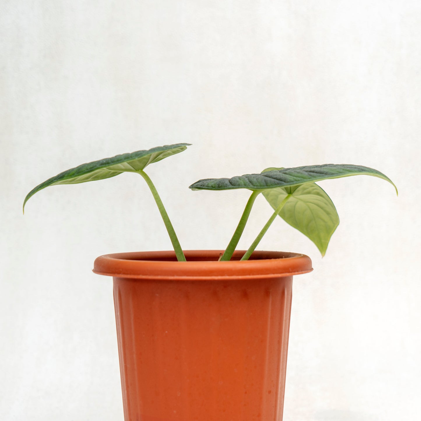 Alocasia Rhino Skin