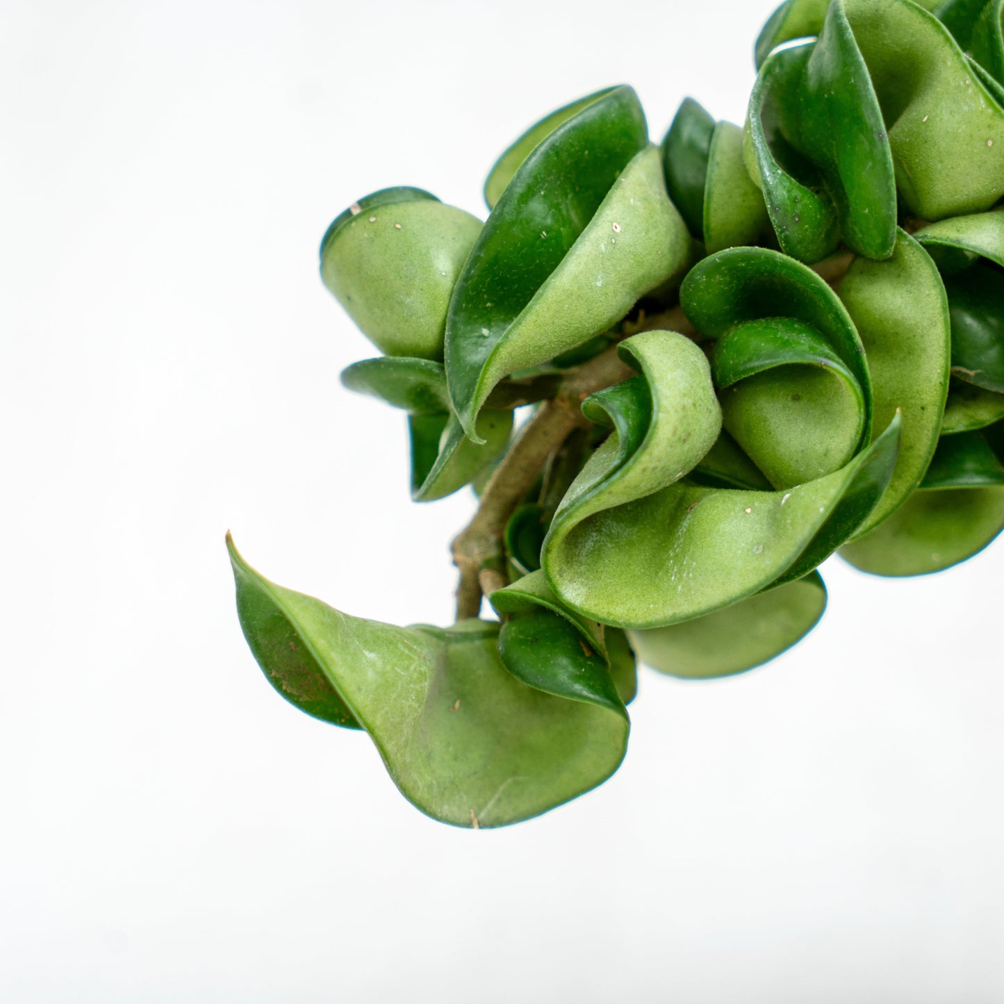 Hoya Compacta