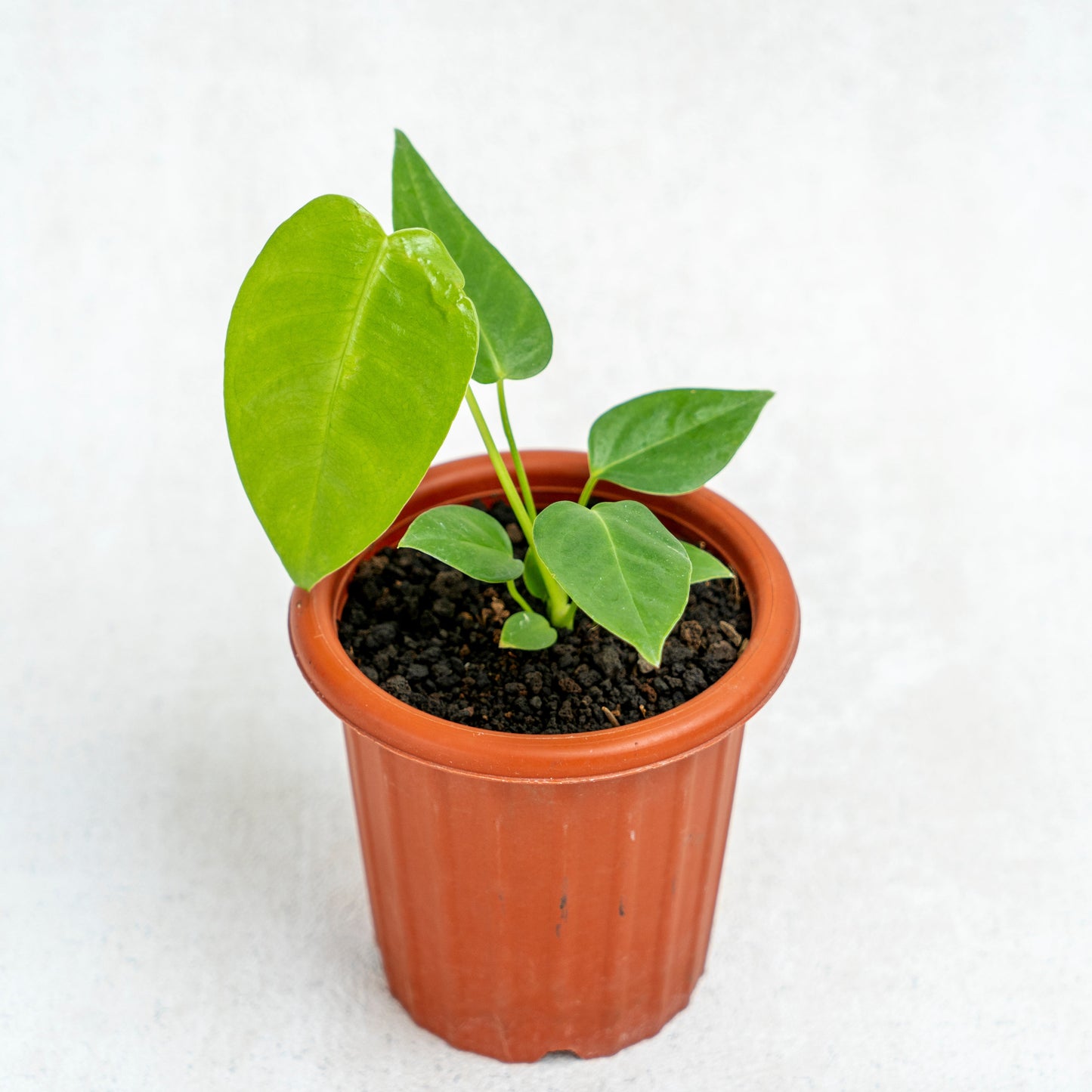 Anthurium Veitchii Little Size - Indonesian Rare Plants