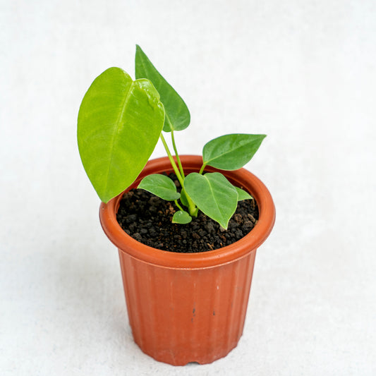Anthurium Veitchii Little Size - Indonesian Rare Plants