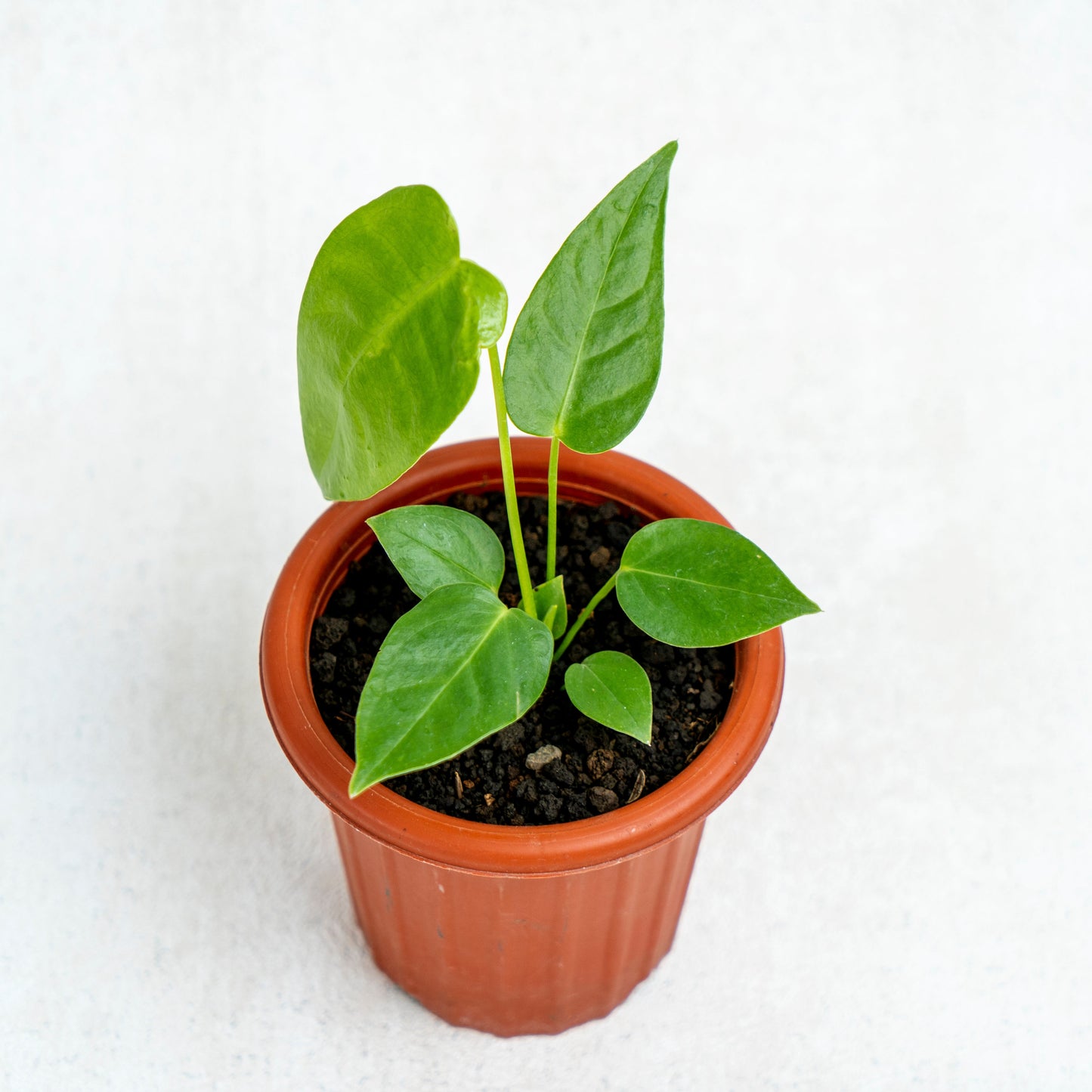 Anthurium Veitchii Little Size