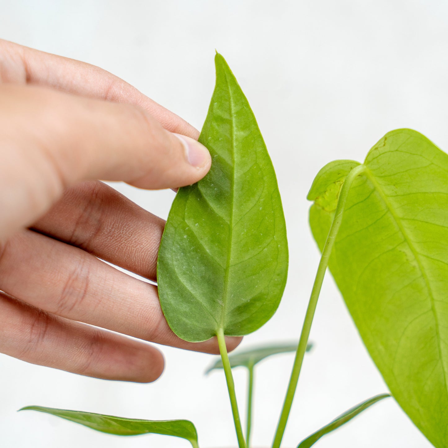 Anthurium Veitchii Little Size