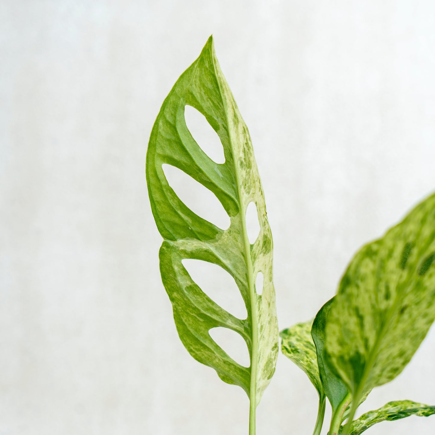 Monstera Adansonii Variegated Indo