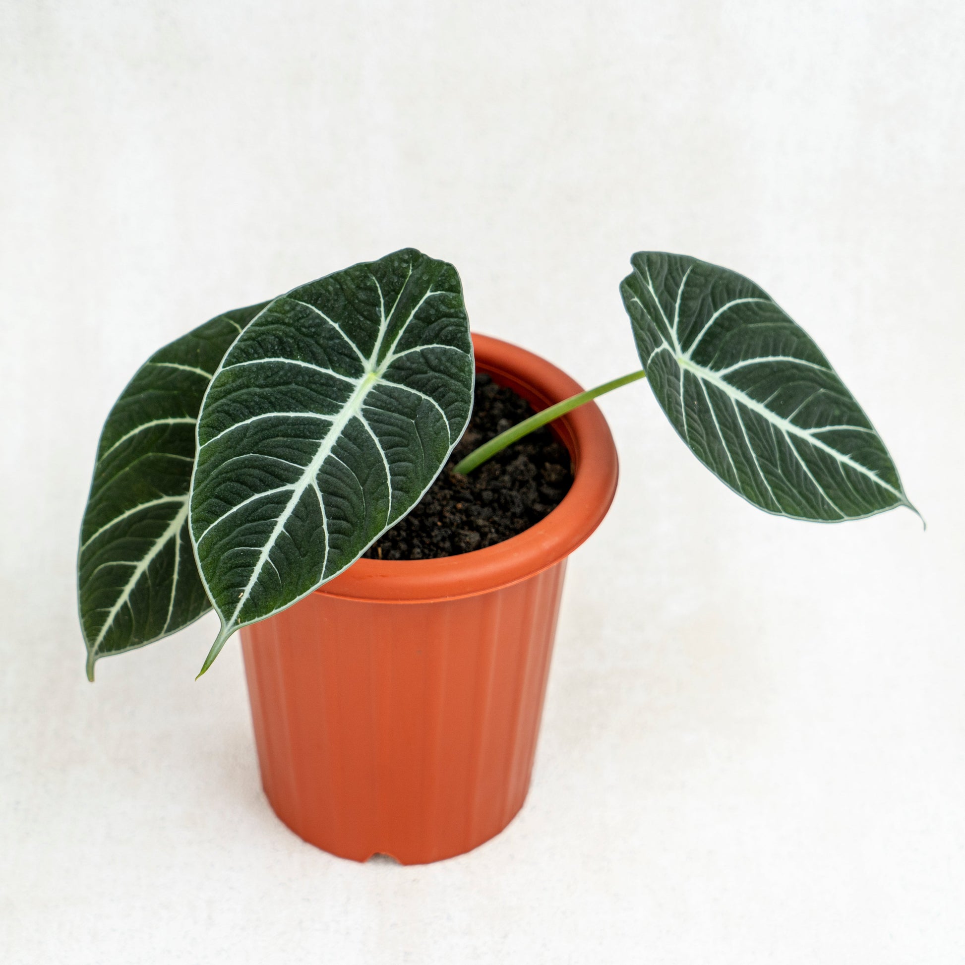 Alocasia Black Velvet - Indonesian Rare Plants