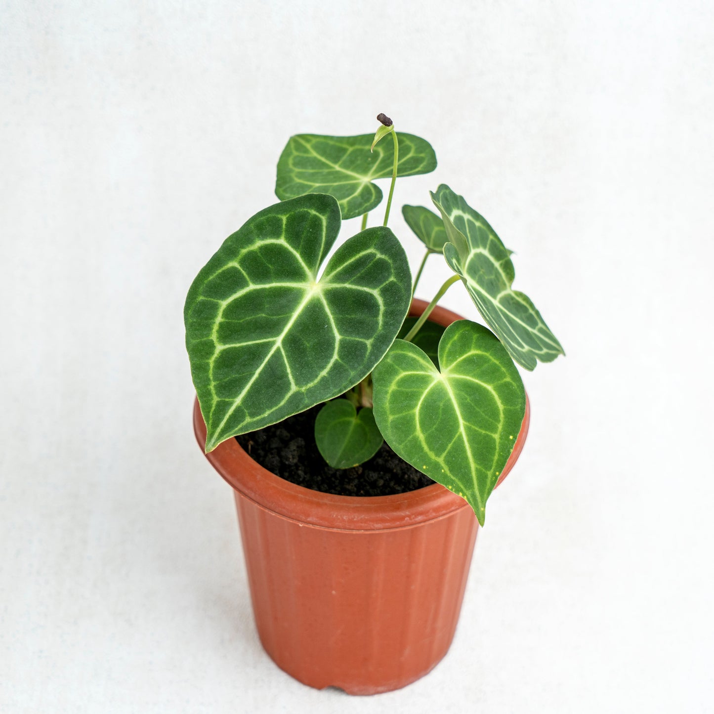 Anthurium Clarinervium - Indonesian Rare Plants