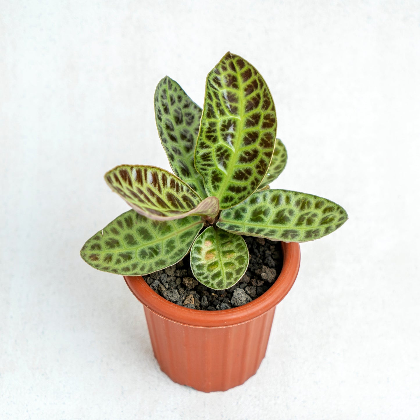 Labisia Turtle Back SP Borneo - Indonesian Rare Plants