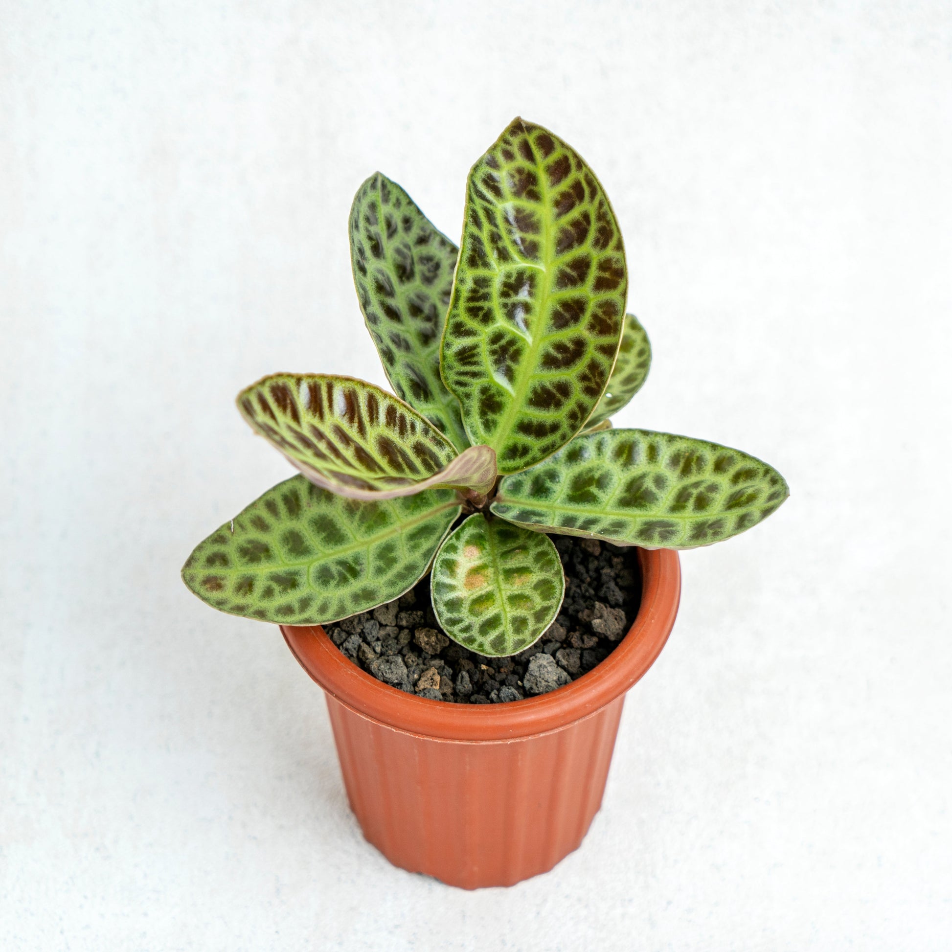 Labisia Turtle Back SP Borneo - Indonesian Rare Plants