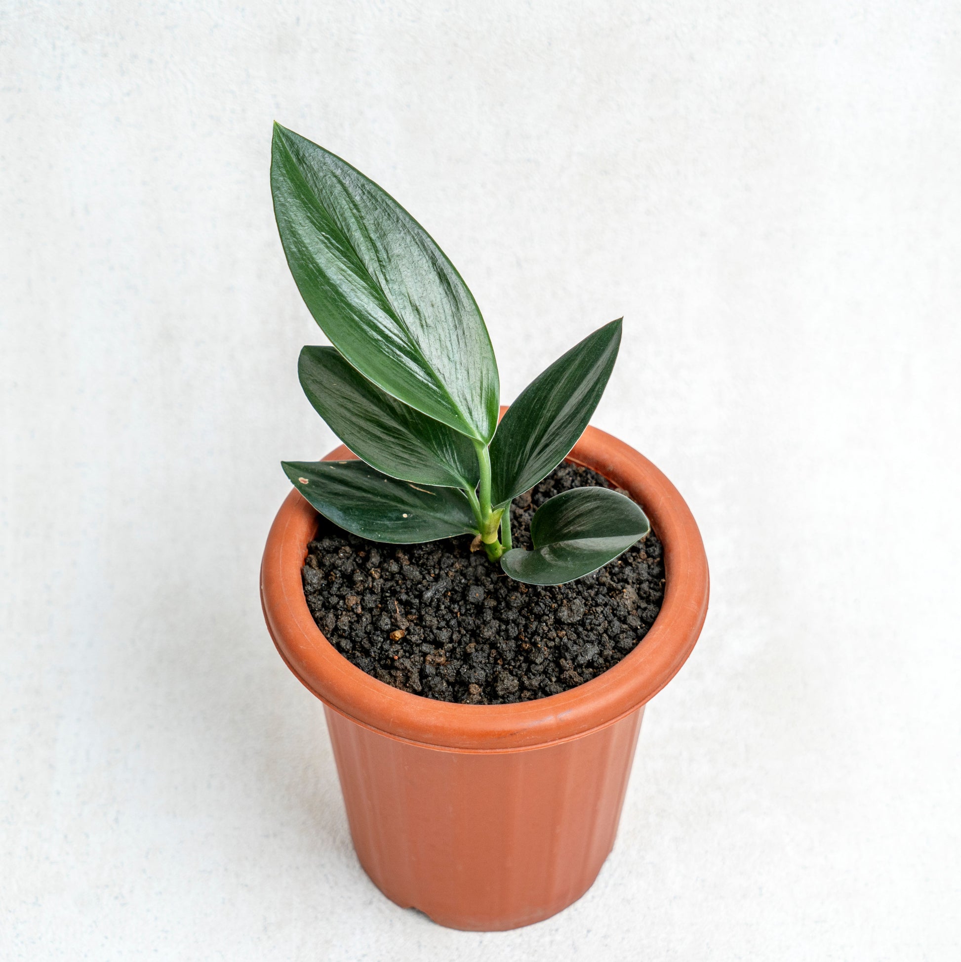 Scindapsus Treubii Black - Indonesian Rare Plants