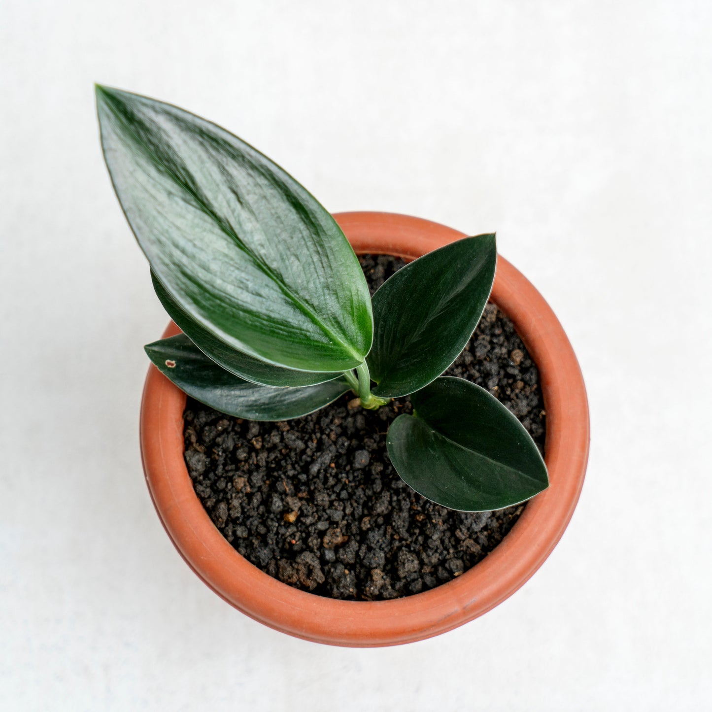 Scindapsus Treubii Black