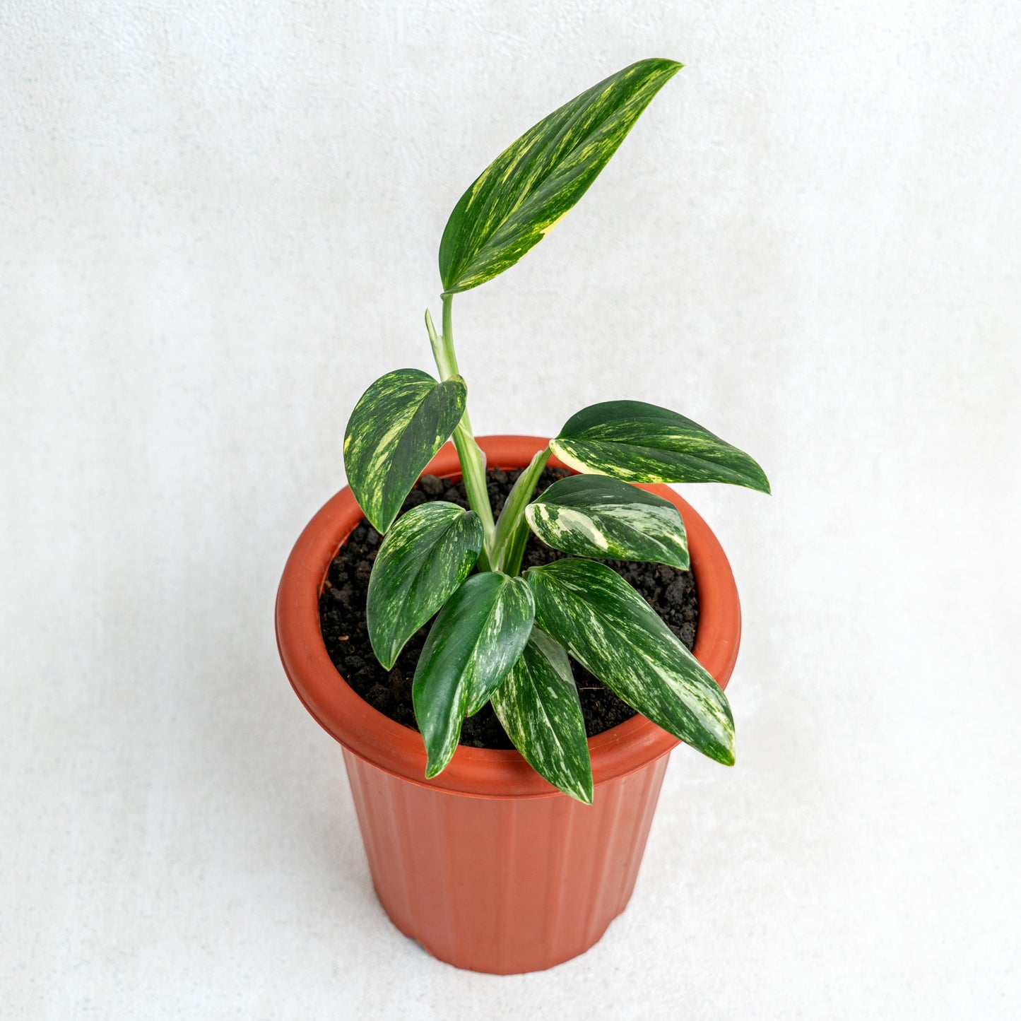 Monstera Standleyana Yellow Variegated - Indonesian Rare Plants
