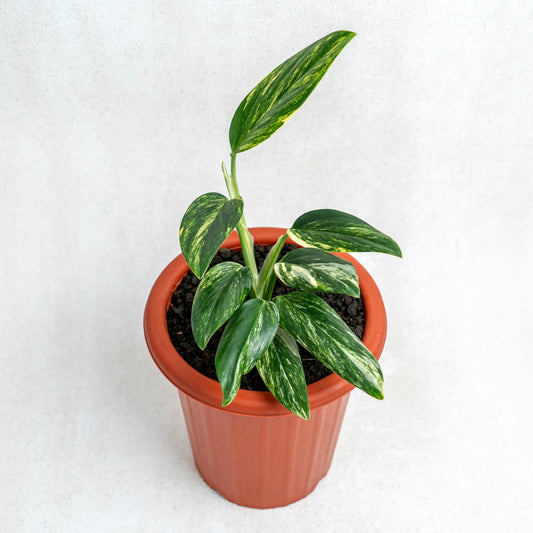Monstera Standleyana Yellow Variegated - Indonesian Rare Plants