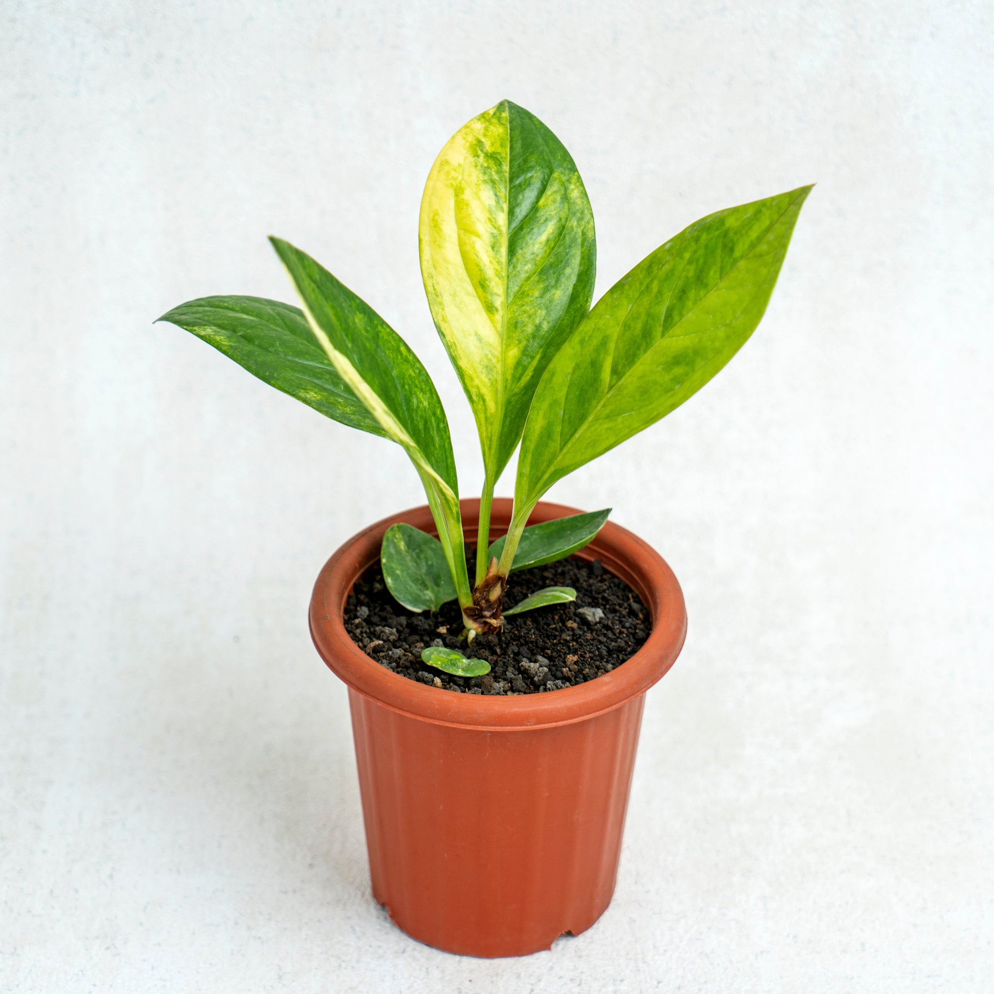 Anthurium Jenmanii Variegated - Indonesian Rare Plants