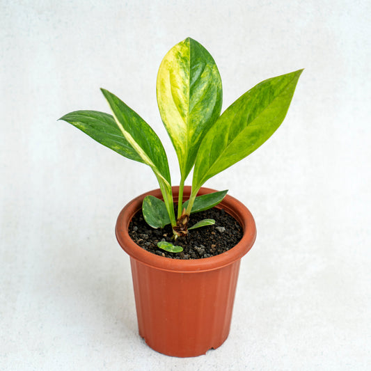 Anthurium Jenmanii Variegated - Indonesian Rare Plants