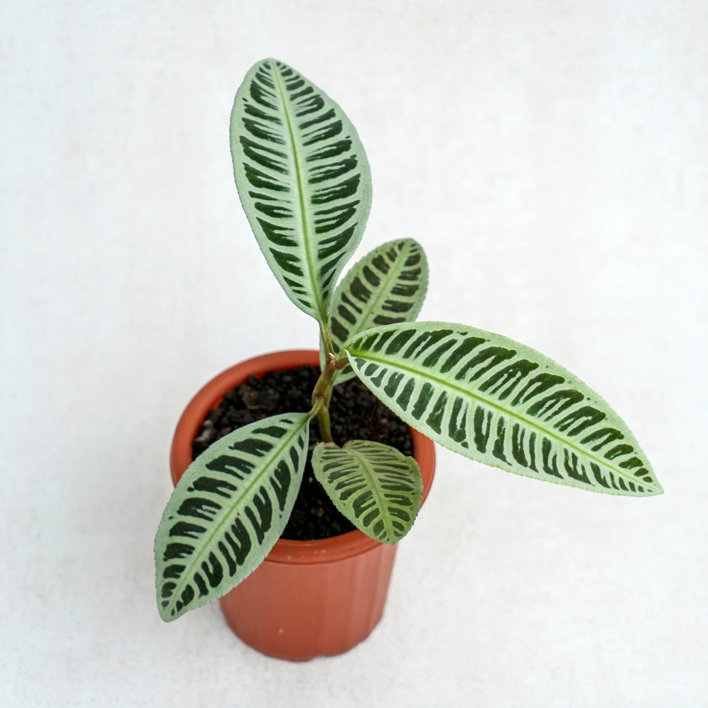 Labisia Fishbone SP Riau - Green - Indonesian Rare Plants