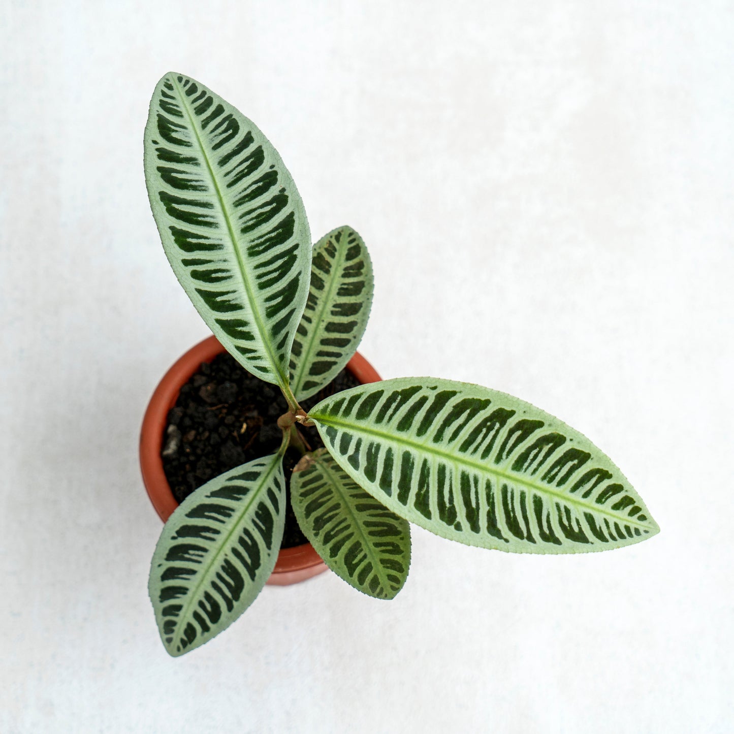 Labisia Fishbone SP Riau - Green