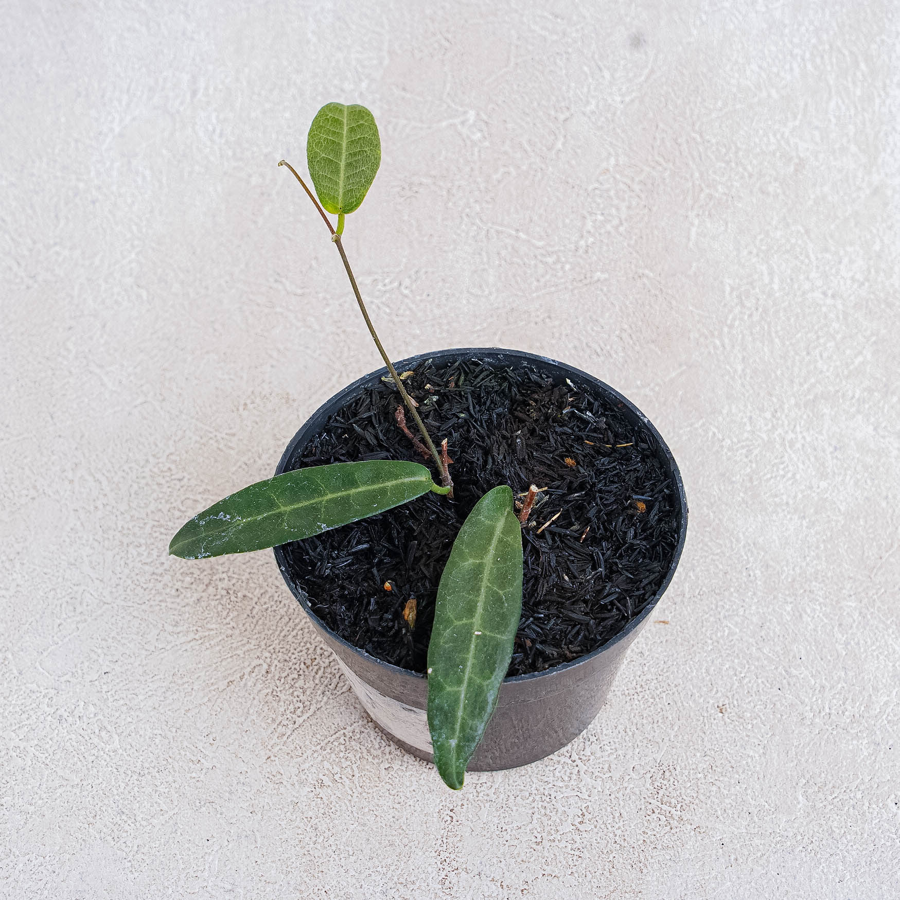 Hoya Hypolasia - Indonesian Rare Plants