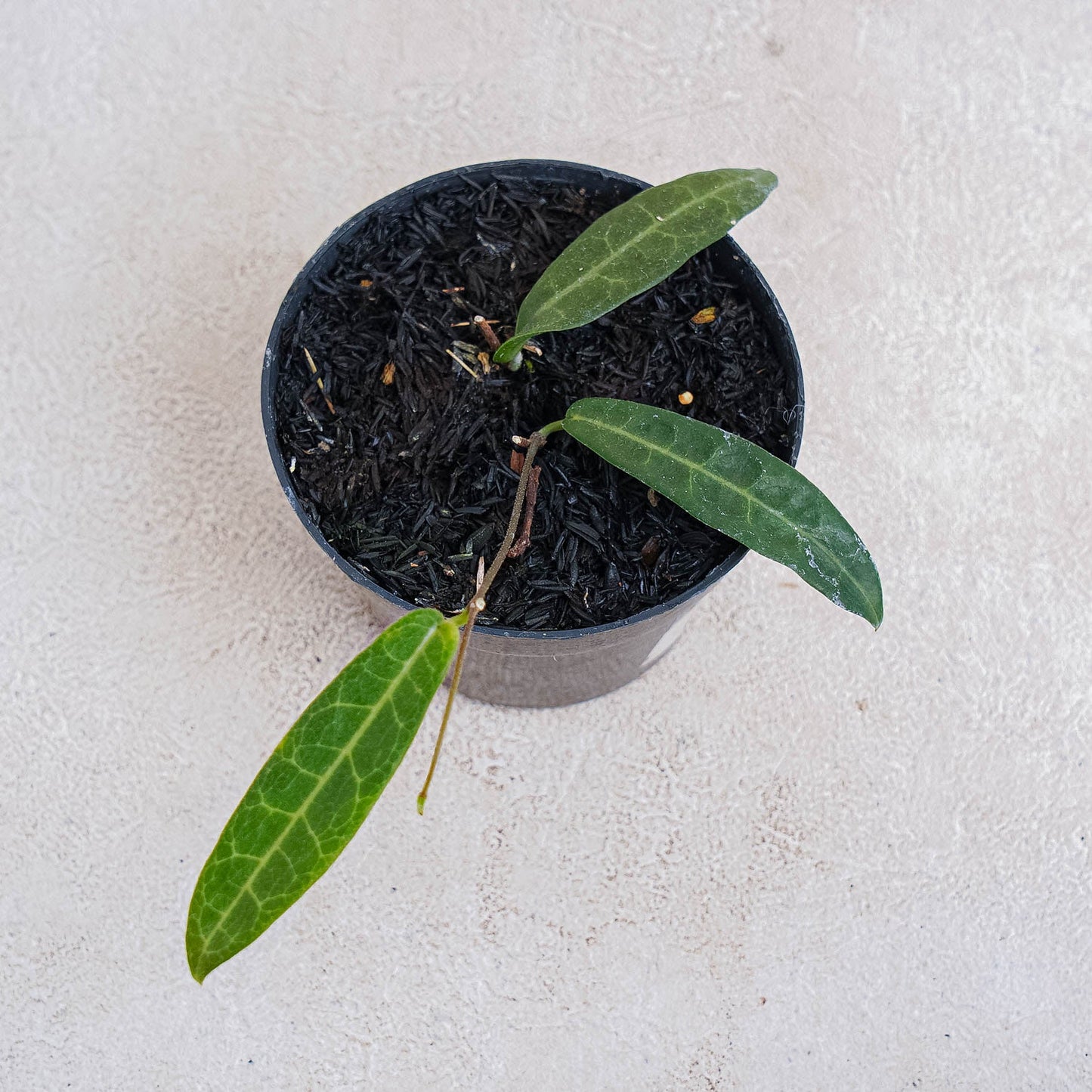 Hoya Hypolasia