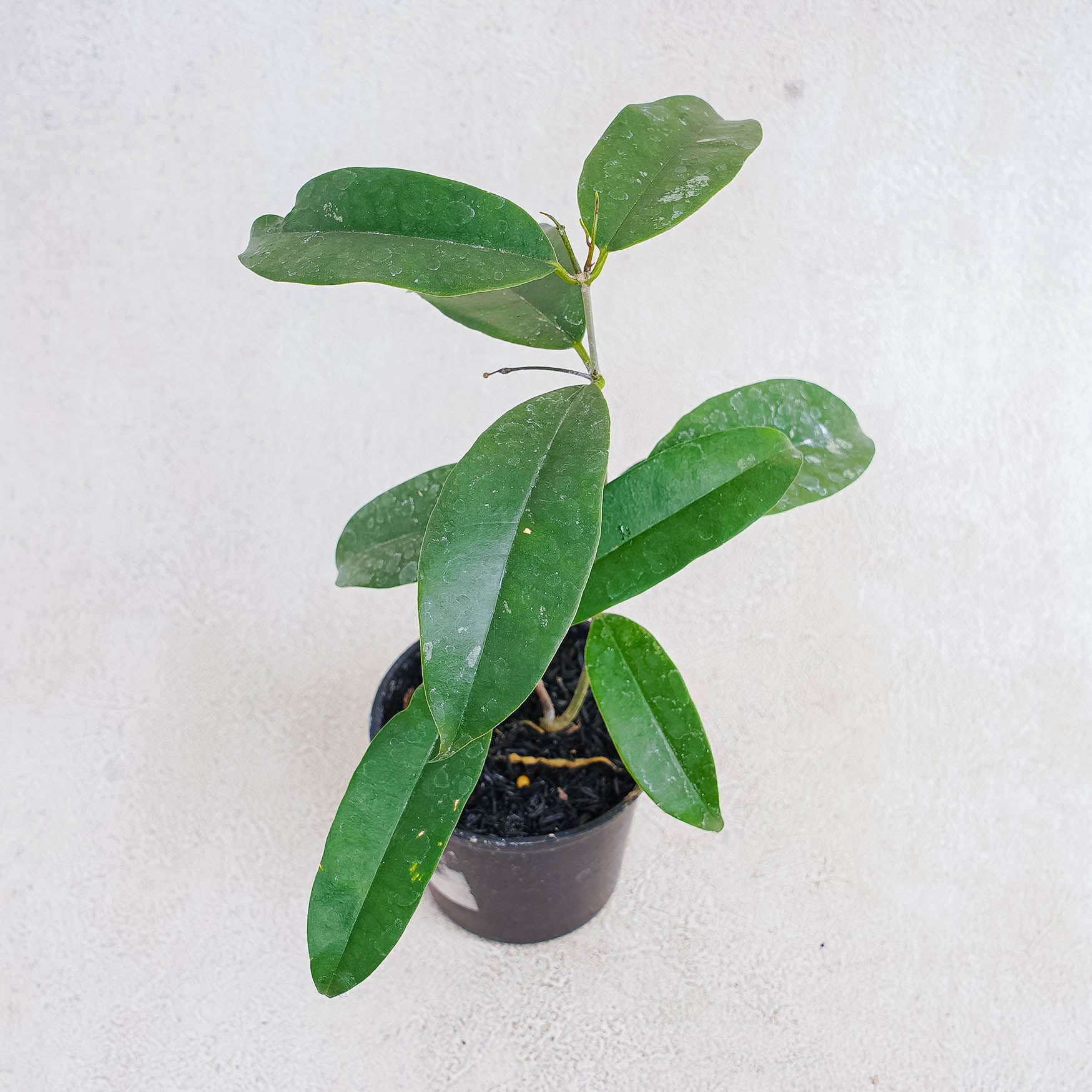 Hoya Wallichii - Indonesian Rare Plants