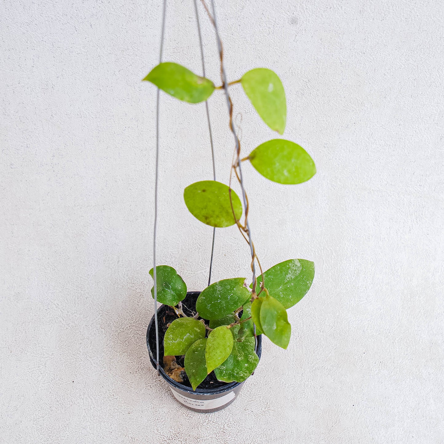 Hoya Uncinata Borneo - Indonesian Rare Plants