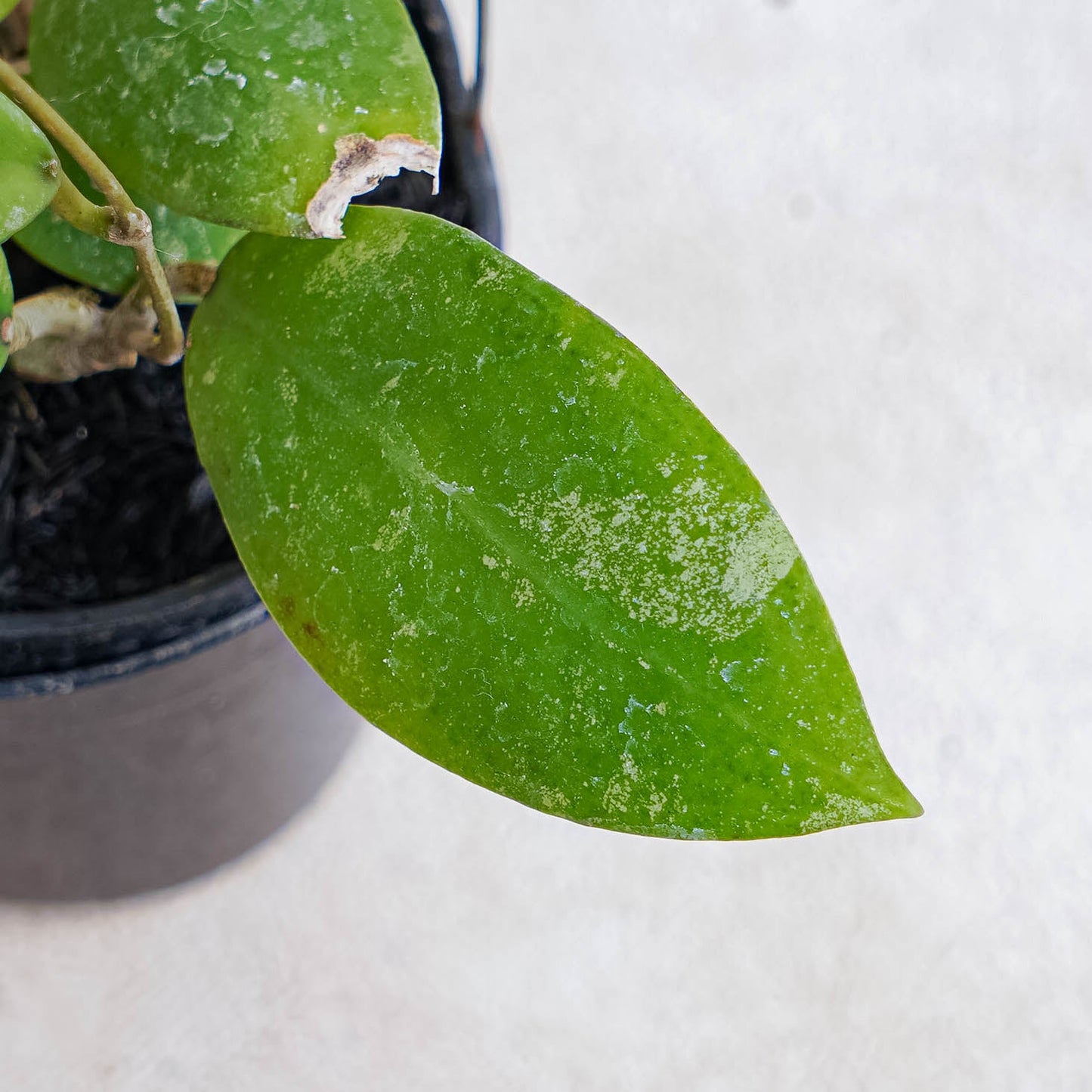 Hoya Uncinata Borneo