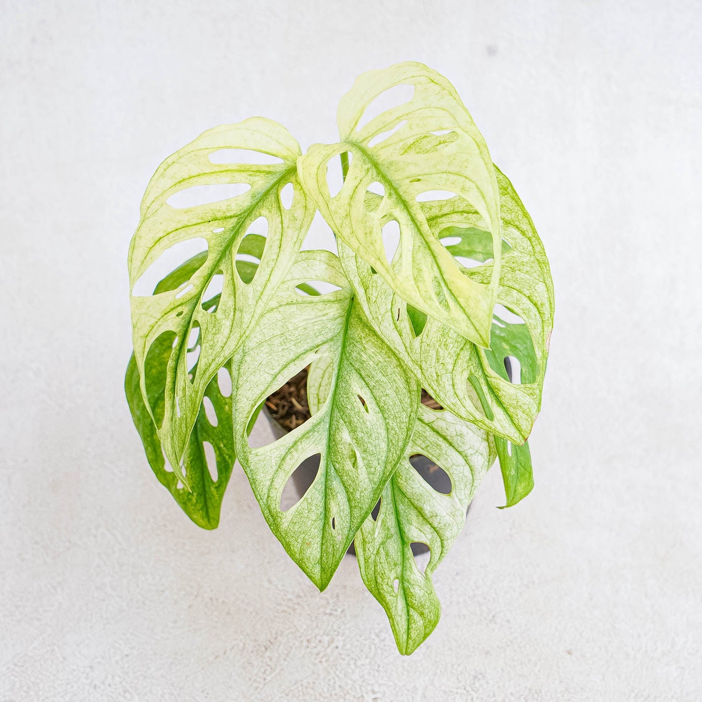 Monstera Adansonii Mint Variegated - Indonesian Rare Plants
