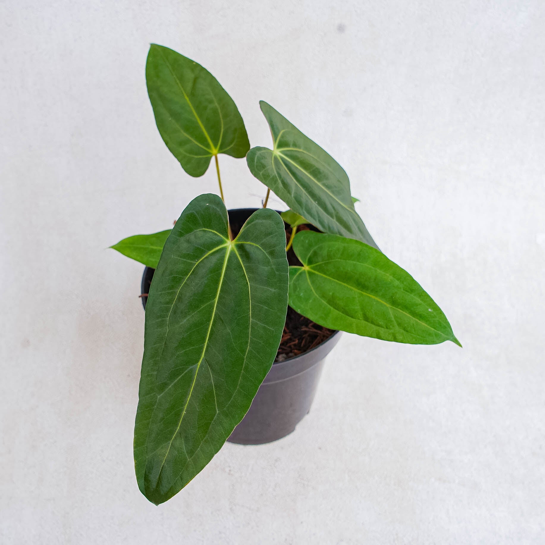 Anthurium Fort Sherman Hybrid - Indonesian Rare Plants